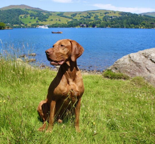 Hungarian Vizsla