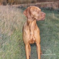 Hungarian Vizsla