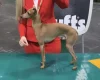 Italian Greyhound
