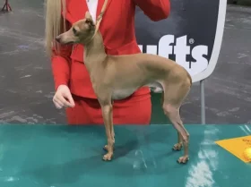 Italian Greyhound