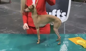 Italian Greyhound