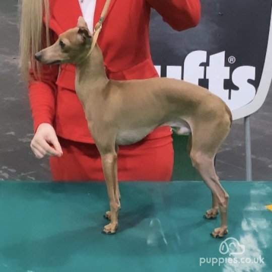 Italian Greyhound