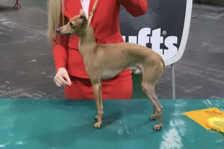 Italian Greyhound
