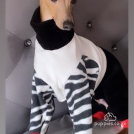 Italian Greyhound