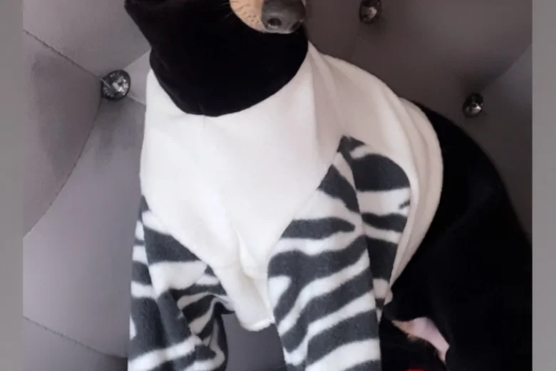 Italian Greyhound