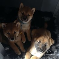 Japanese Shiba Inu - Bitches