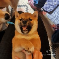 Japanese Shiba Inu - Bitches