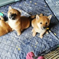 Japanese Shiba Inu - Bitches