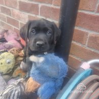 Labrador Retriever - Dogs