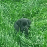 Labrador Retriever - Dogs