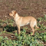 Labrador Retriever - Dogs