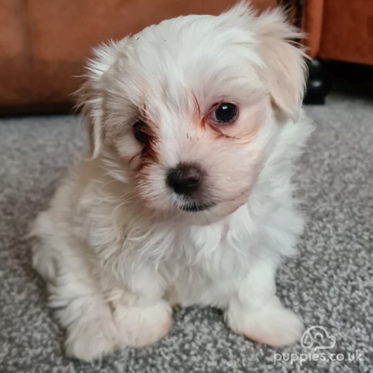 Maltese - Dogs