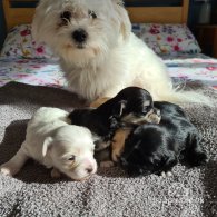 Maltese - Dogs