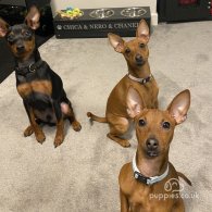 Miniature Pinscher - Both