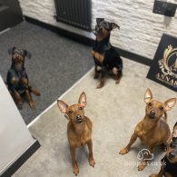 Miniature Pinscher - Both