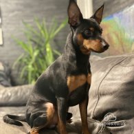 Miniature Pinscher - Both