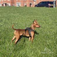 Miniature Pinscher - Both