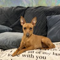 Miniature Pinscher - Both