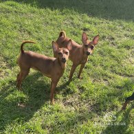 Miniature Pinscher - Both