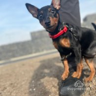 Miniature Pinscher - Both