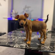 Miniature Pinscher - Both