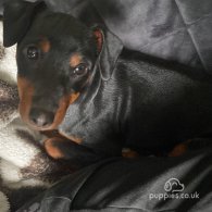 Miniature Pinscher - Both