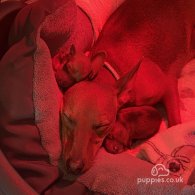 Miniature Pinscher - Both