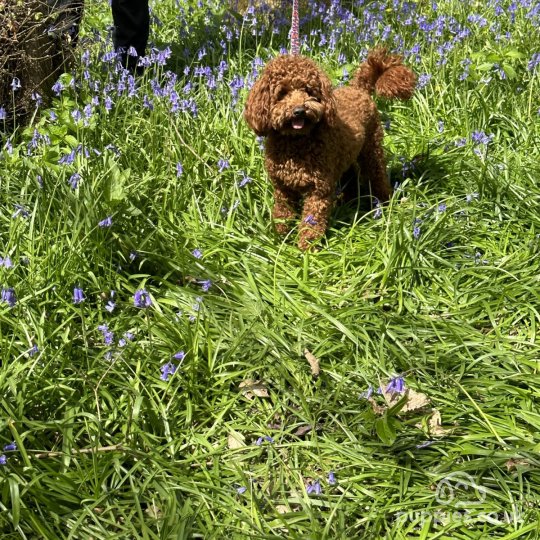 Miniature Poodle