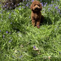 Miniature Poodle