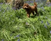 Miniature Poodle