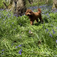 Miniature Poodle