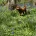 Miniature Poodle