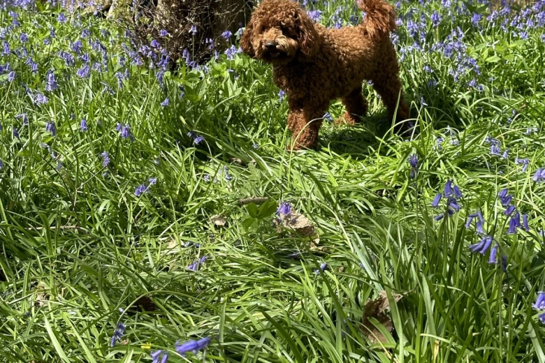 Miniature Poodle