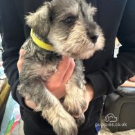 Miniature Schnauzer - Both