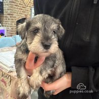 Miniature Schnauzer - Both