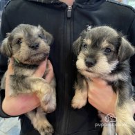 Miniature Schnauzer - Both