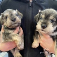 Miniature Schnauzer - Both