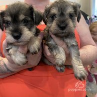 Miniature Schnauzer - Both