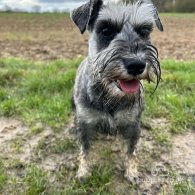 Miniature Schnauzer - Both