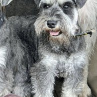 Miniature Schnauzer - Both