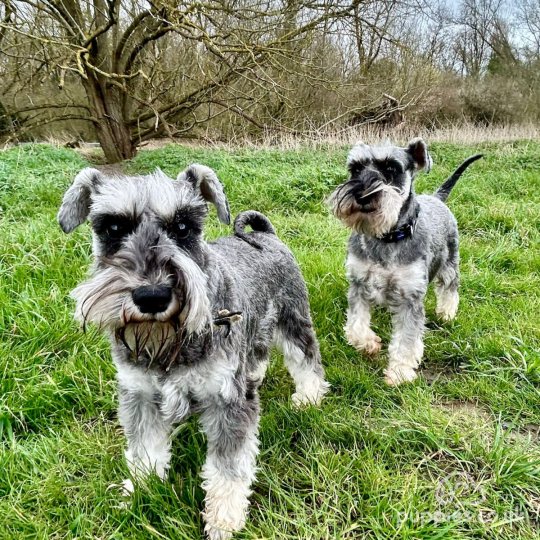 Miniature Schnauzer - Both