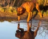 Rhodesian Ridgeback