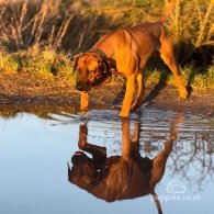 Rhodesian Ridgeback