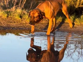 Rhodesian Ridgeback