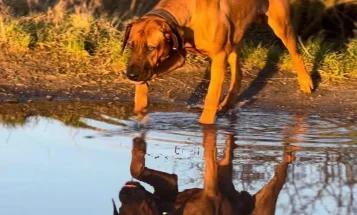 Rhodesian Ridgeback