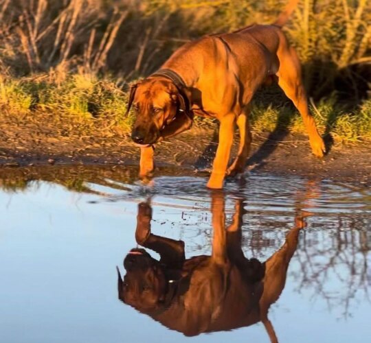 Rhodesian Ridgeback