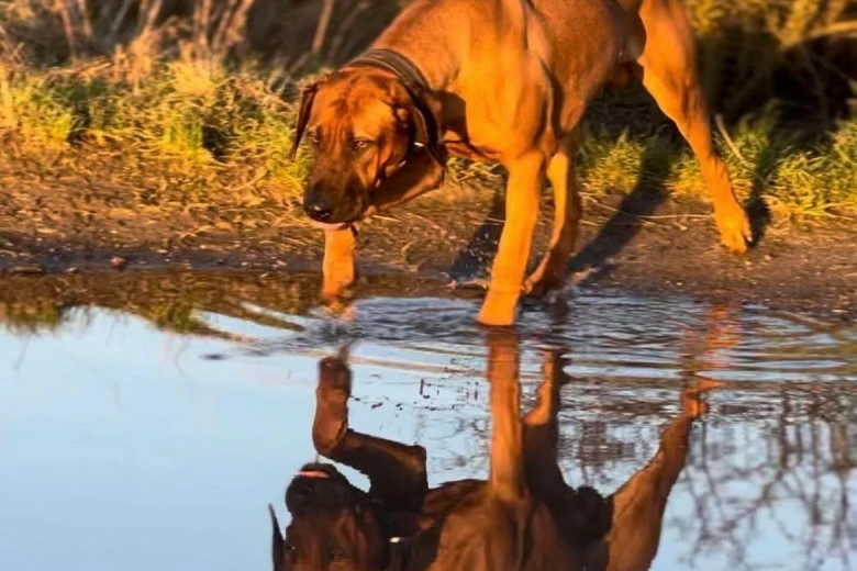Rhodesian Ridgeback