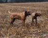Rhodesian Ridgeback