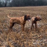 Rhodesian Ridgeback