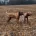 Rhodesian Ridgeback